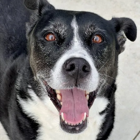 A senior medium-sized female Black Collie dog named Cookie Crumble for adoption in Matteson, IL