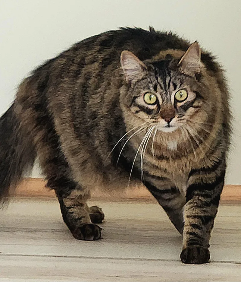 Dalton