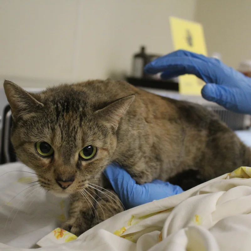 A young medium-sized female Domestic Short Hair cat named Lavender for adoption in Yucca Valley, CA