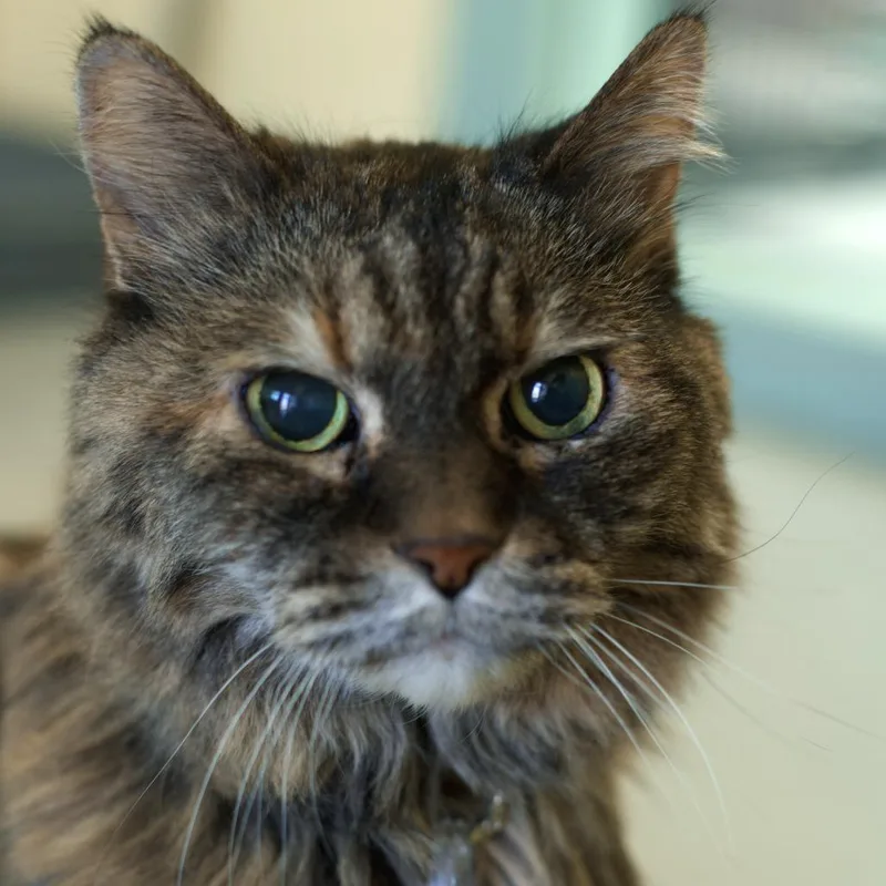 Morganna thumbnail 4