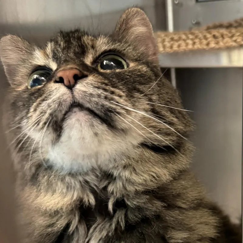 Morganna thumbnail 5