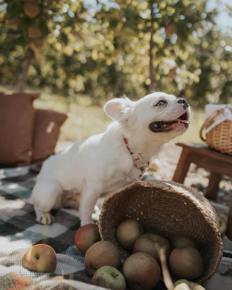 An adult small-sized female French Bulldog dog named Bindi for adoption in Salisbury, MD