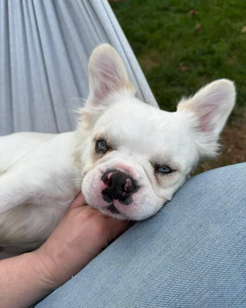 Bindi thumbnail 3