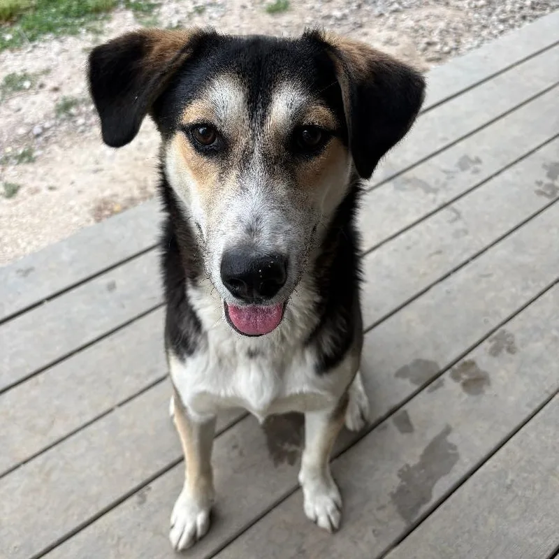 A young medium-sized male Black Husky dog named Theodore for adoption in Saluda, VA