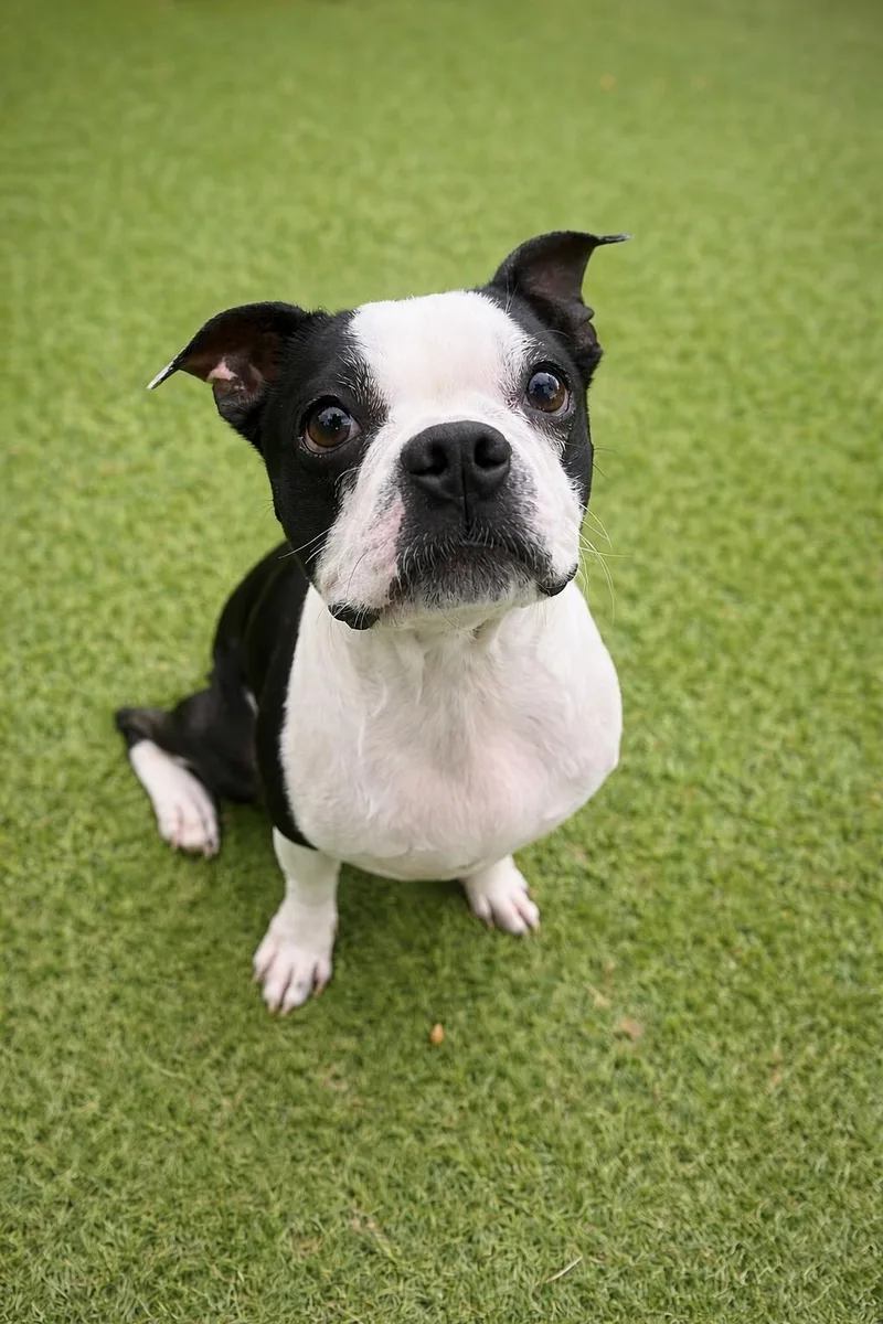 A young small-sized male Black Boston Terrier dog named Riley for adoption in Cochran, GA