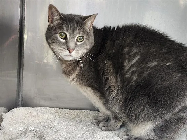 A senior medium-sized female Domestic Short Hair cat named Violet for adoption in Santa Cruz, CA
