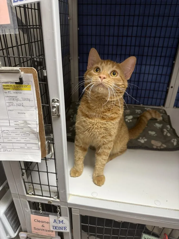 An adult medium-sized male Tabby (Orange / Red) Domestic Short Hair cat named Hollis for adoption in West Mifflin, PA
