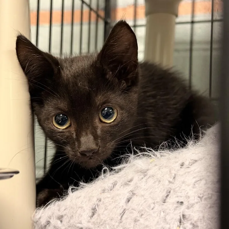 A baby small-sized male Black Domestic Short Hair cat named Jerry for adoption in Columbus, NC