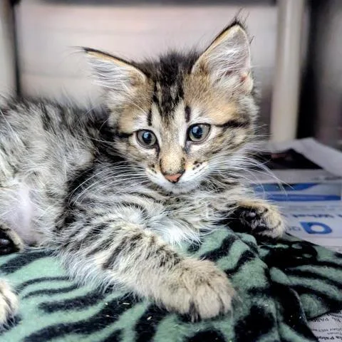 A baby small-sized female Domestic Short Hair cat named Wren for adoption in Pensacola, FL
