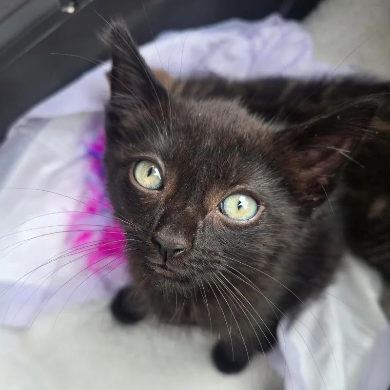 A baby small-sized male Black Domestic Short Hair cat named Ricky for adoption in Middle Village, NY