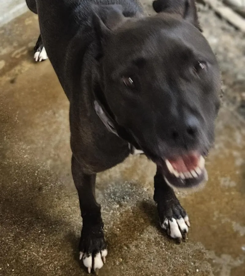 A young medium-sized female Black American Staffordshire Terrier dog named Carnation Hold for adoption in Canton, OH
