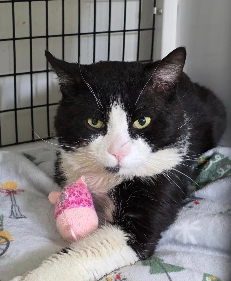 A young large-sized male Domestic Short Hair cat named Gatsby for adoption in Ewing, NJ