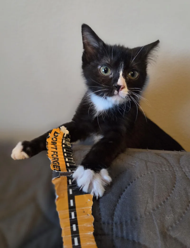 A baby small-sized male Black & White / Tuxedo Tuxedo cat named Piccolo for adoption in Des Moines , WA