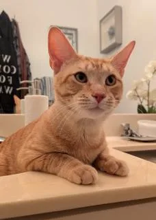 An adult large-sized male Domestic Short Hair cat named Buffalo for adoption in Miami, FL