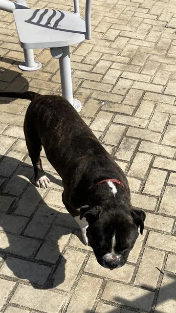 A young large-sized male Pit Bull Terrier dog named Skip for adoption in Dallas, TX