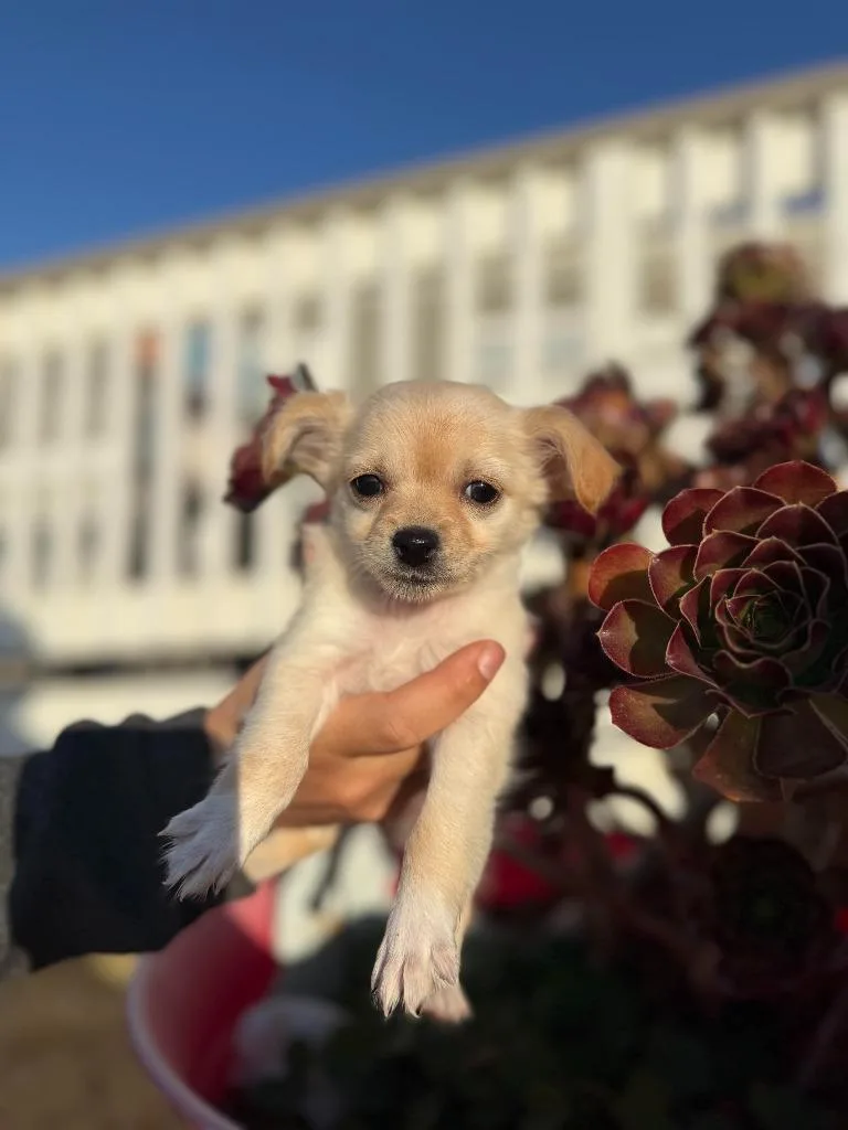 A baby small-sized female Chihuahua dog named Rainbow for adoption in Vacaville, CA