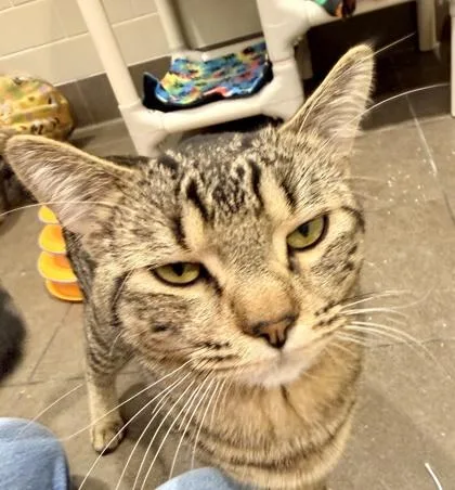 A young small-sized male Domestic Short Hair cat named Buddy for adoption in Bellevue, WA