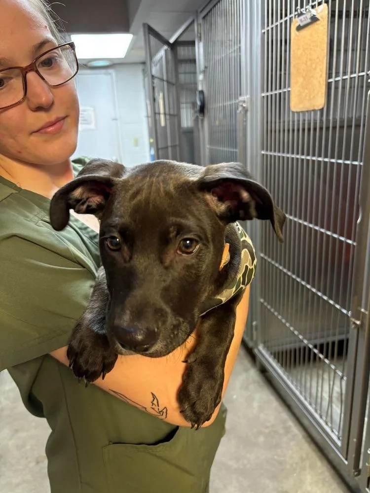 A baby medium-sized male Black Mixed Breed dog named Maximus for adoption in Pottstown, PA