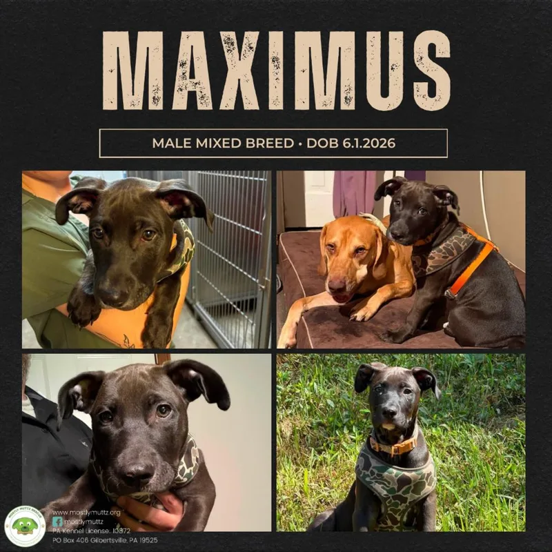 Maximus thumbnail 2