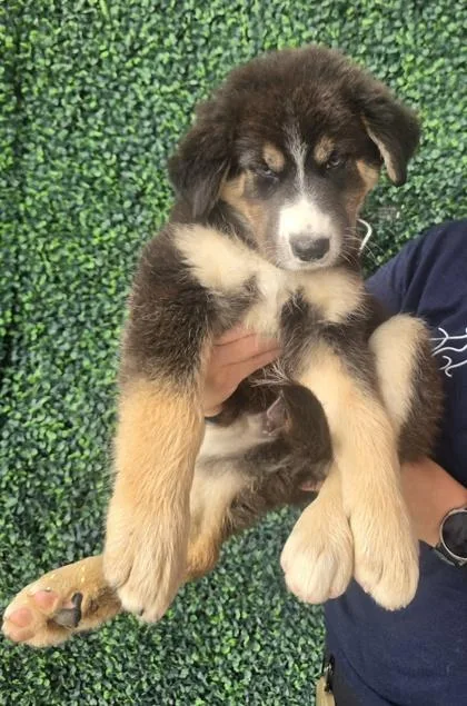 A baby large-sized male Black Shepherd dog named 61395419 for adoption in El Paso, TX