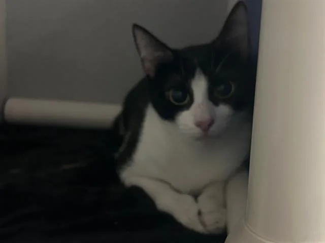 A young small-sized female Domestic Short Hair cat named Mamita for adoption in Dallas, TX