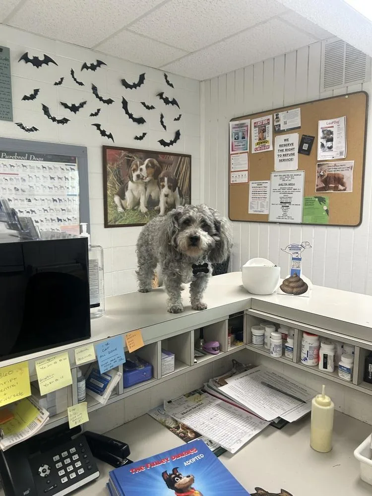 An adult small-sized male Poodle dog named Scrappy for adoption in Ontario, CA