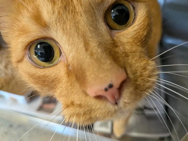 An adult medium-sized male Orange / Red Domestic Short Hair cat named Olly for adoption in Cincinnati, OH