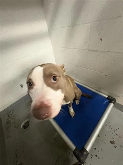 An adult medium-sized male Pit Bull Terrier dog named Gibson for adoption in Gainesville, FL