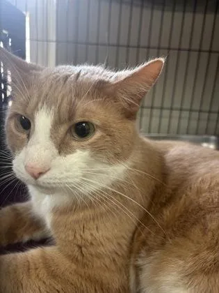 A senior large-sized male Domestic Short Hair cat named Simba for adoption in New Hope, PA