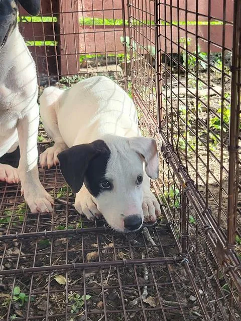 A baby small-sized female American Staffordshire Terrier dog named June for adoption in San Antonio, TX