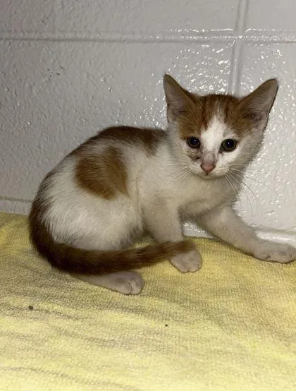 An adult small-sized female Domestic Short Hair cat named Perfect for adoption in Spruce Pine, NC