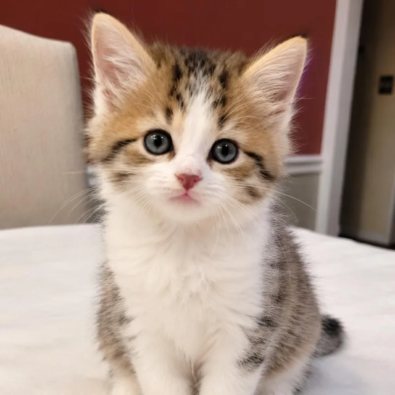 A baby small-sized male White Domestic Short Hair cat named Robin for adoption in Mount Vernon, IN