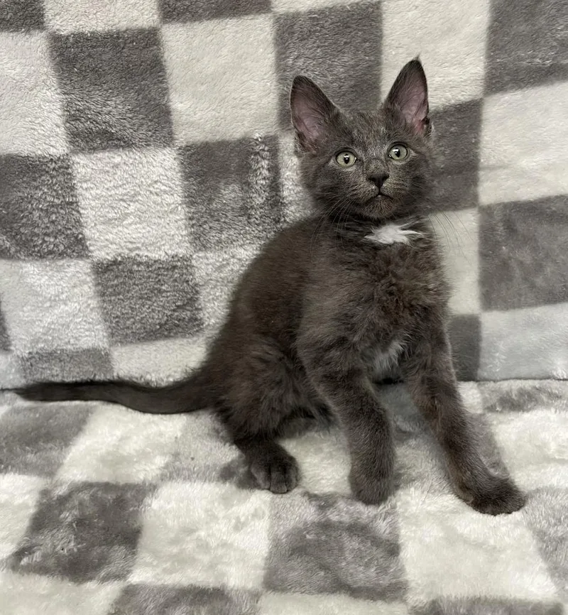 A baby medium-sized male Gray & White Domestic Medium Hair cat named Norman Rockwell for adoption in Benld, IL