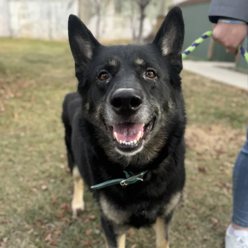 An adult large-sized female German Shepherd Dog dog named Olay for adoption in Philadelphia, PA