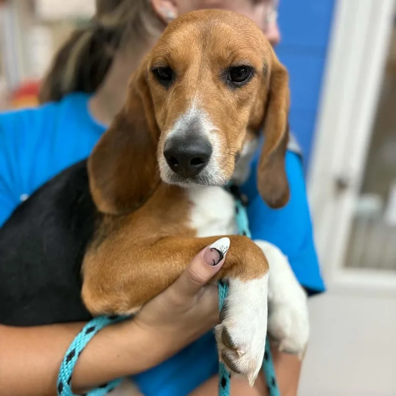 A young small-sized female Beagle dog named Matcha  Chino Hills for adoption in Chino Hills, CA