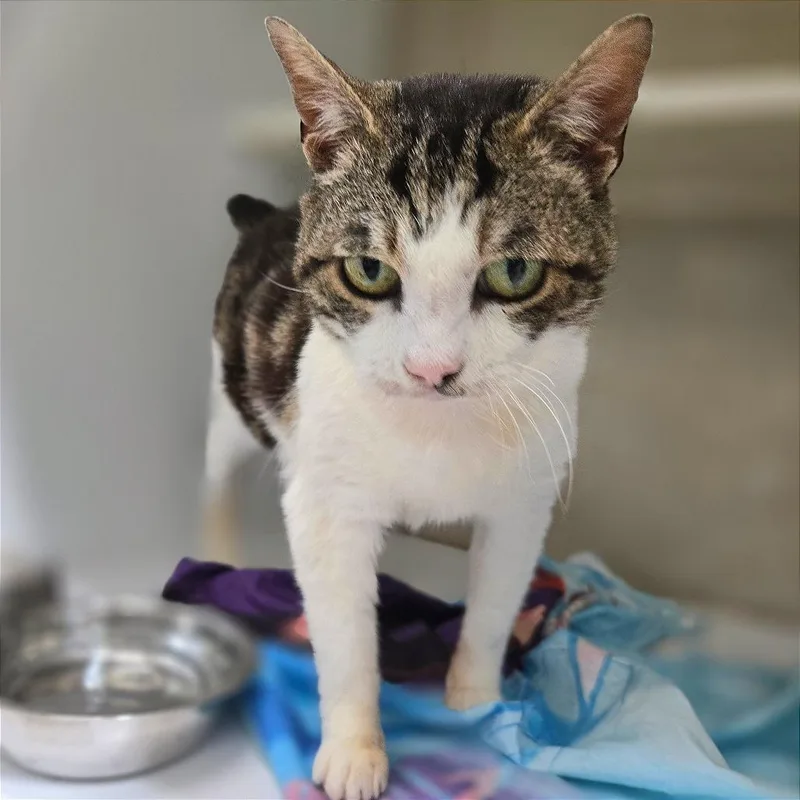 An adult medium-sized female White Domestic Short Hair cat named Nori for adoption in Chattanooga, TN