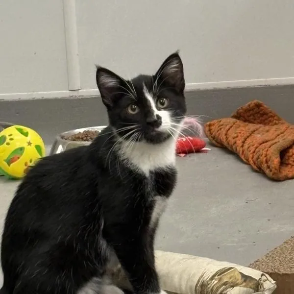 A baby small-sized male Domestic Short Hair cat named Emmett for adoption in Des Moines, IA