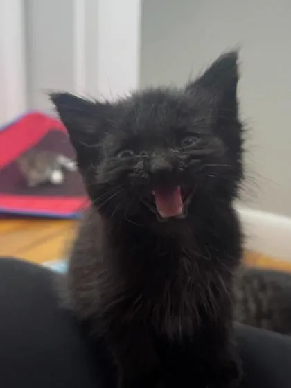 A baby medium-sized male Domestic Short Hair cat named Peppercorn for adoption in Elmira, NY