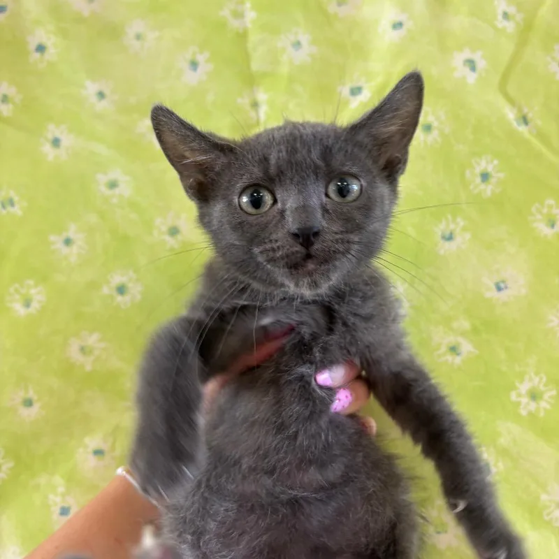 A baby small-sized female Gray / Blue / Silver Domestic Short Hair cat named Wednesday for adoption in Santa Barbara, CA