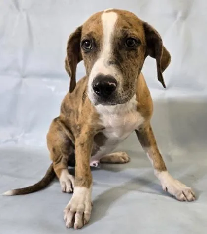 A baby large-sized male Catahoula Leopard Dog dog named Bayou for adoption in Morton Grove, IL
