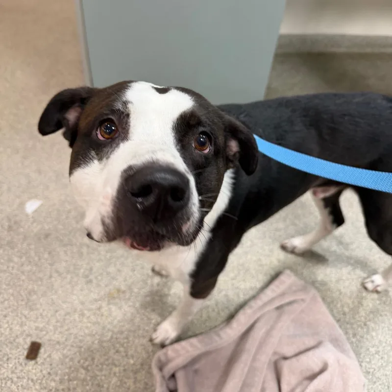 An adult medium-sized male Black Mixed Breed dog named Dutch for adoption in Jacksonville, FL