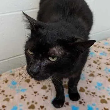 A senior small-sized male Black Domestic Short Hair cat named Eugene for adoption in Dayton, OH