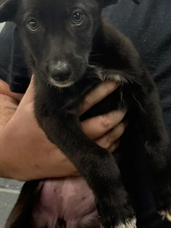 A baby small-sized female Black Labrador Retriever dog named Rye for adoption in Campbellsville, KY
