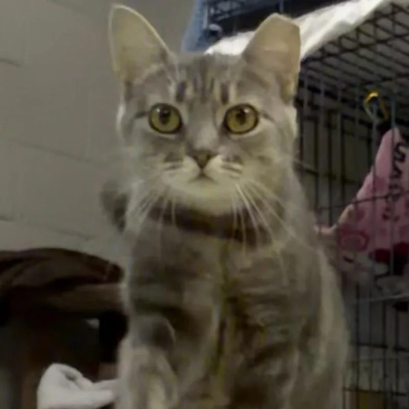 A baby small-sized female Gray / Blue / Silver Domestic Short Hair cat named Rizzo for adoption in Pittsburgh, PA