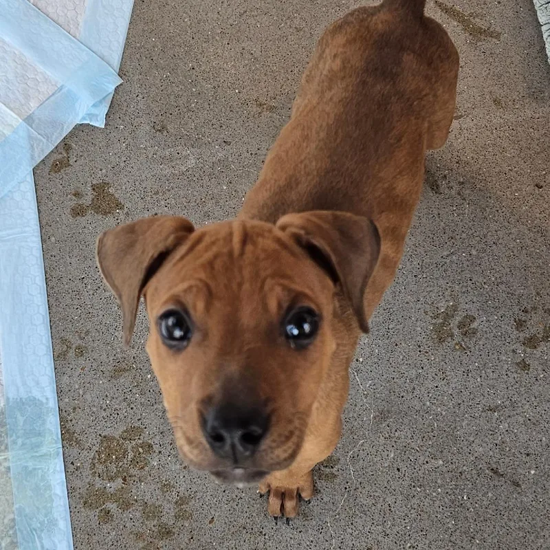 Taj thumbnail 5
