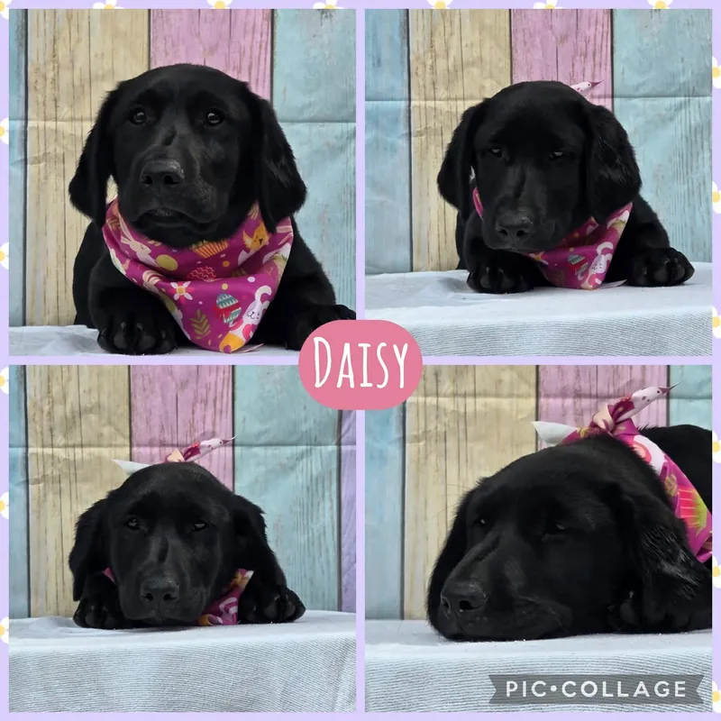 Daisy