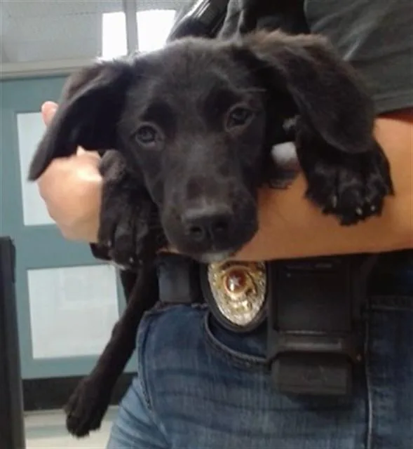A baby small-sized male Australian Cattle Dog / Blue Heeler dog named A for adoption in Oklahoma City, OK