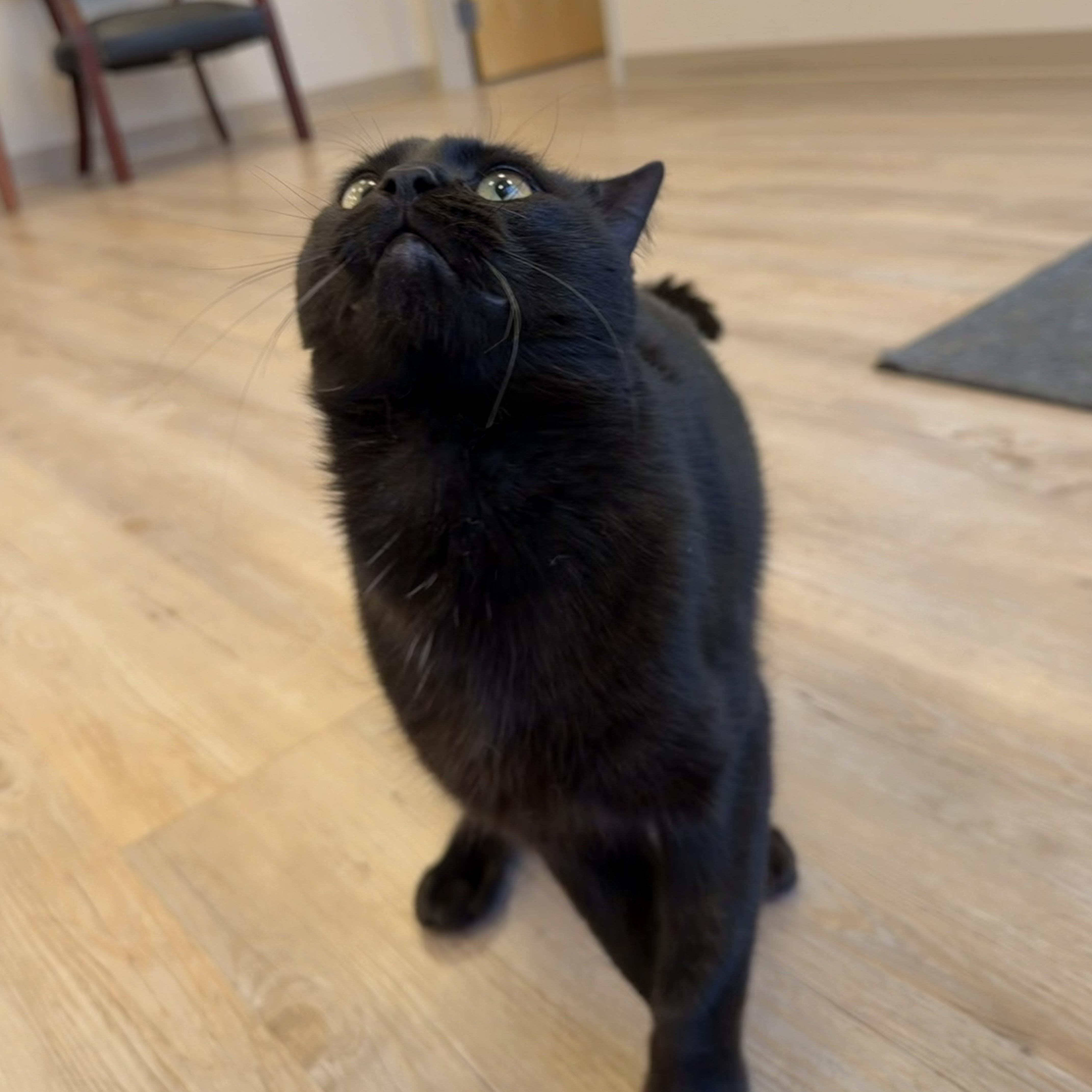 An adult large-sized male Black Domestic Short Hair cat named Binx for adoption in North Providence, RI