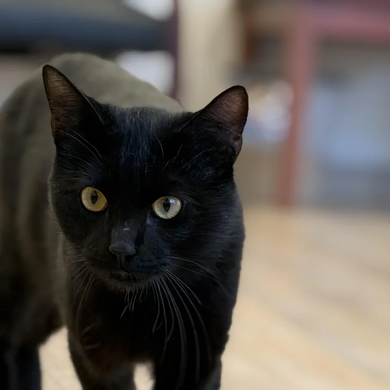Binx thumbnail 2