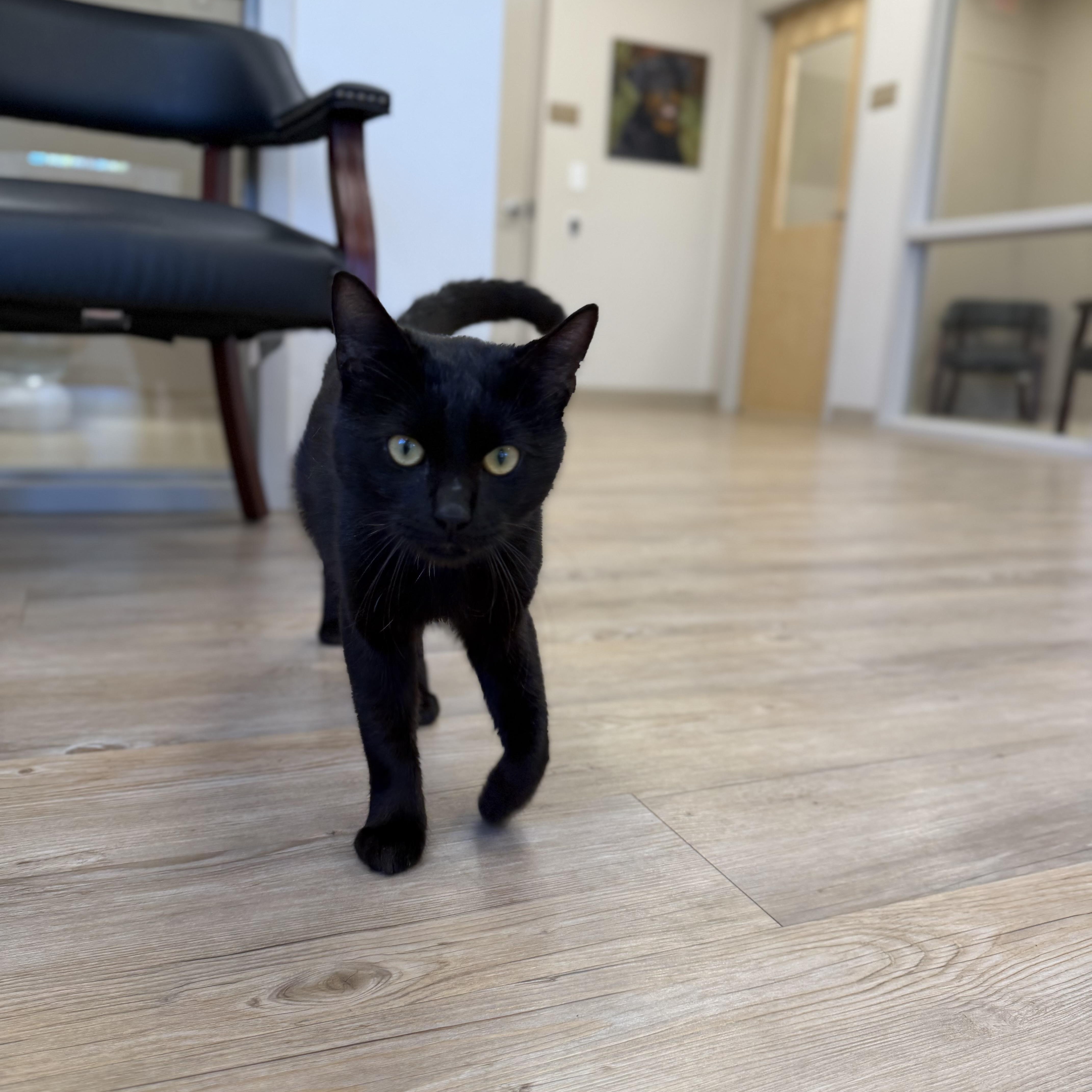 Binx thumbnail 3